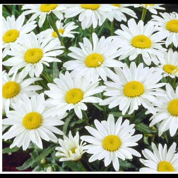 Meet your Posher, Risa - Picture 1 of 1